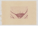 Ohne Titel [Nest in einer Astgabel mit drei Vögeln], Blatt der Serie "An installation, a migration"