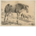 Zwei Pferde und ein Mann, Blatt 5 der Folge "Verschiedene Pferde"