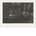 Ohne Titel [Baumstamm am Ufer], Blatt aus "HILLS & TREES"