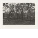 Ohne Titel [Auenlandschaft mit Bäumen], Blatt aus "HILLS & TREES"