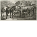 Fünf Pferde fressen aus einem Futtersack, der an der Deichsel eines Fuhrwages befestigt ist