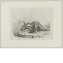 Liegende Kuh in Dreiviertelansicht nach vorne links, Blatt 3 der Folge "Diverse Tiere"