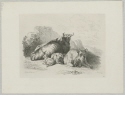 Liegende Rinder und Schafe vor einer Ruine, Blatt 4 der Folge "Diverse Tiere"