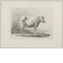 Stehende Kuh im Profil nach rechts, Blatt 2 der Folge "Diverse Tiere"