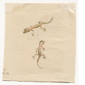 Zwei junge Geckos