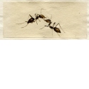 Zwei Ameisen [Fomicidae]