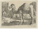 Kamele, Blatt 1 der Folge "Landschaft mit Tieren"