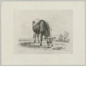 Grasende Kuh in Dreiviertelansicht nach vorne rechts, Blatt 5 der Folge "Diverse Tiere"
