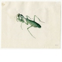 Gottesanbeterin [Mantis religiosa]
