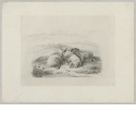 Drei liegende Schafe, Blatt 6 der Folge "Diverse Tiere"
